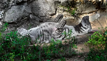 Muurstickers Striped hyena sleeping on the ground. Latin name - Hyaena hyaena © Mikhail Blajenov