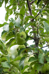 Green apple on a branch with leaves, close up, copy space