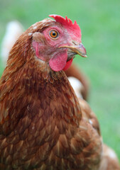 brown hen looking at camera