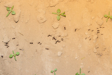 a group of ants walking in a line on a path made of ants with creative summer light effect blur background of field . concept to ant habit, ant nature, ants team work , ants carrying