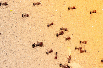 a group of ants working on the ground with creative summer light effect blur background of field . concept to ant habit, ant nature, ants team work , ants carrying and ants teamwork