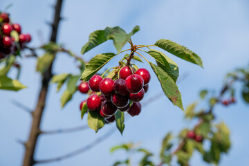 Red cherry on a tree branch with green leaves on a background of the sky, copy space