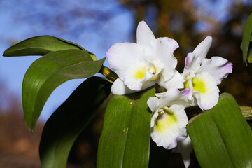 Dendrobium Lucky Girl Orchid Flowers On Leafy Stem