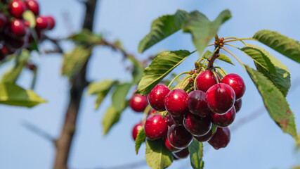 Red cherry on a tree branch with green leaves on a background of the sky, copy space