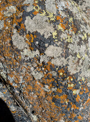 lichen on stone