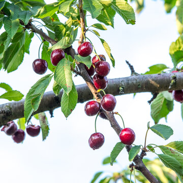 Red cherry on a tree branch with green leaves, copy space
