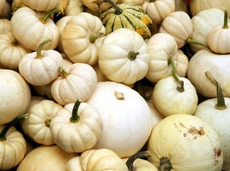 various multicolor pumpkins as vegetarian food and decoration