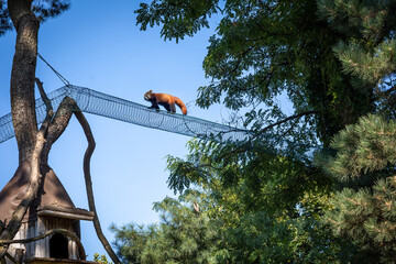 A red panda  (fire fox) climbing the net hanging between trees in the zoo. Sunny summer day. 