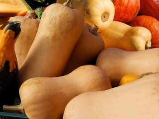 multicolor,various pumpkins as wholesome and tasty vegetables