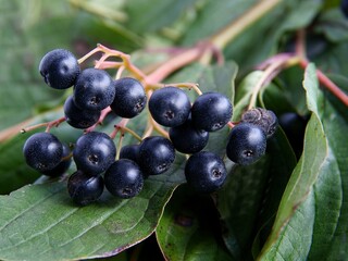 black fruits and green leaves of Cornus sanguinea bush at autumn