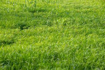 青々とした緑色の草に覆われた野原
