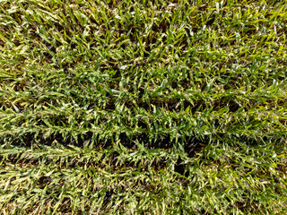 Maisfeld von oben, Baden-Württemberg