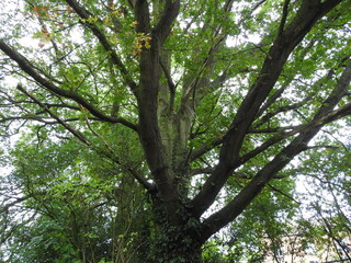 sprawling tree branches old tree