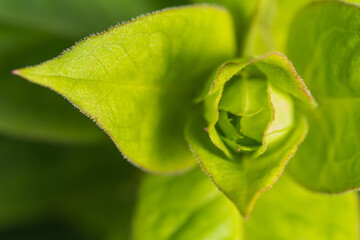 A green symmetrical plant with hairs on the edges of the foliage top view