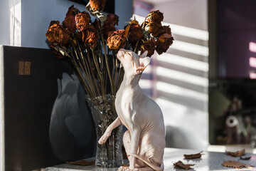 White Don sphynx cat sitting near dried roses flowers in vintage glass vase on table with sunlight and shadows patterns on the background