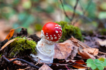 Fly Agaric Mushroom, closeup. Amanita muscaria or fly agaric or fly amanita , is a psychoactive...