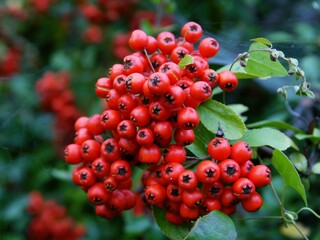 clusters of red berrires on  Firethorn-Pyrocantha coccinea bush at autumn