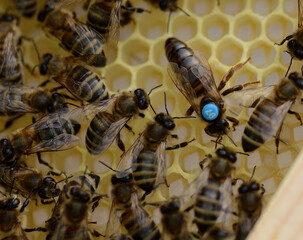 Pszczoły na plastrze  z królową