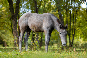 Naklejka na ściany i meble a gray horse eats grass in a pasture