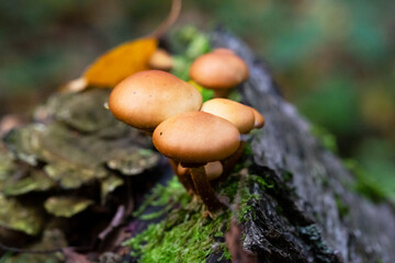 Galerina marginata is deadly poisonous mushroom, october