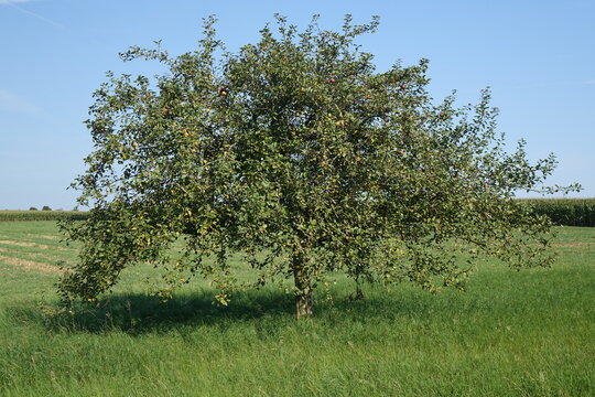 Apple tree with ripe apples next to the German French border under a blue sky in late summer, Steine an der Grenze, Wellingen, Merzig, Saarland, Germany
