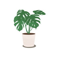 Monstera. Monstera plant in the pot. Vector illustration, flat style. Tropical foliage - stems and leaves.