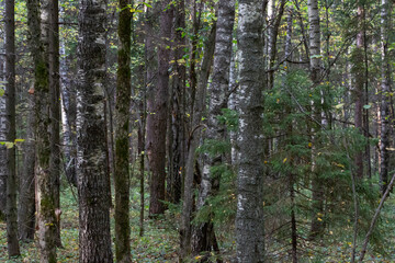 forest of mixed wood species. Trunks of deciduous and coniferous trees in autumn