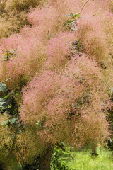 smoke tree, detail of the inflorescences