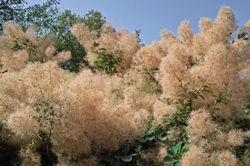 smoketree, tree of the fog
