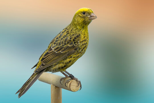 Lizard canary cheap