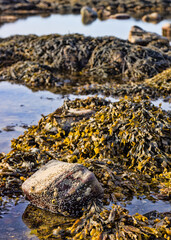 Seaweed covered rocks at low tide on the coast of Maine