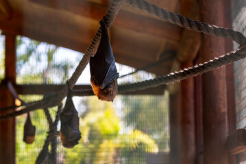 Flying bats upside down in a cage behind glass, protecting animals. Portrait of small Flying Fox hanging on rope and look camera, is locked behind glass. Bat is the carrier of coronavirus. Vampire bat
