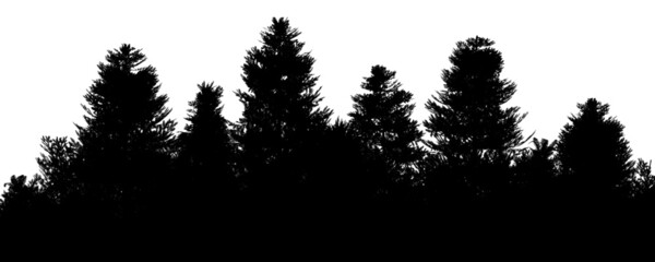 Highly detailed vector silhouette of a pine forest.