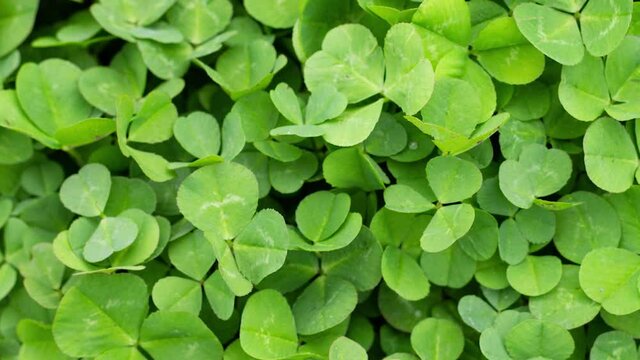 Green grass clover close-up as a background to st patrick's day, slow motion. National Symphony of Ireland