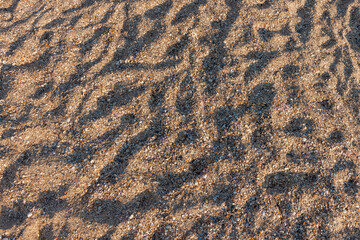 Beach sand and sea shells. Marine theme