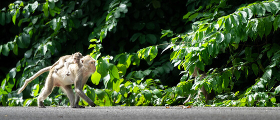 A baby monkey rides on its mother's back to go forward.