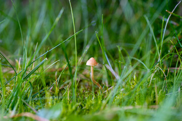 a very little mushroom in the green grass