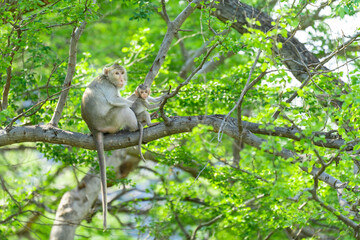 A mother monkey sits and looks after her cubs on a tree.