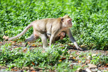 A baby monkey clings to its mother's belly to move forward.