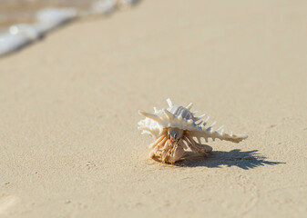Hermit crab in spiky seashell on sandy beach