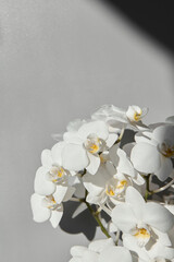 Top view of orchid flowers on a gray background. Empty space for your text