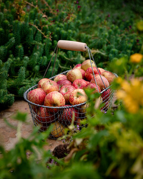 A wire basket filled with freshly picked apples sitting in a garden