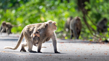 A baby monkey clings to her mother's back to go forward.