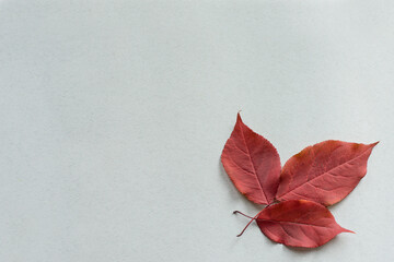 Autumn colorful leaves on a light textured background. The concept of autumn.