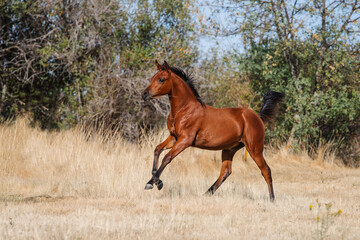 Young chestnut arabian filly galloping free