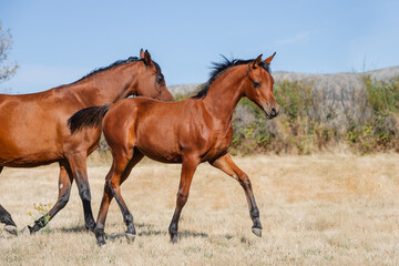 Young chestnut arabian filly trotting free