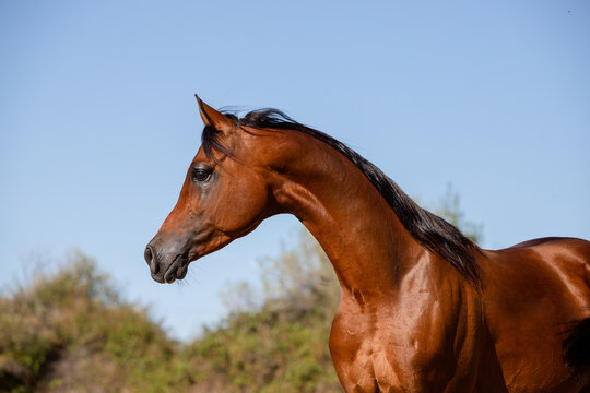Beautiful face portrait of an arabian stallion