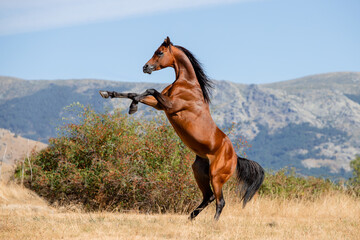 Beautiful bay arabian stallion doing levade in freedom