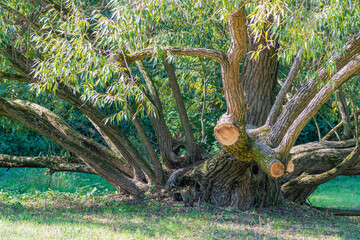 Old alder on a meadow in the countryside around the excavations in Mikulcice