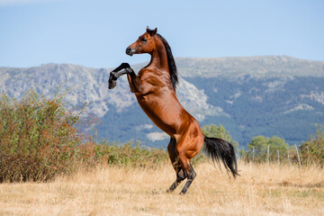 Beautiful bay arabian stallion doing levade in freedom